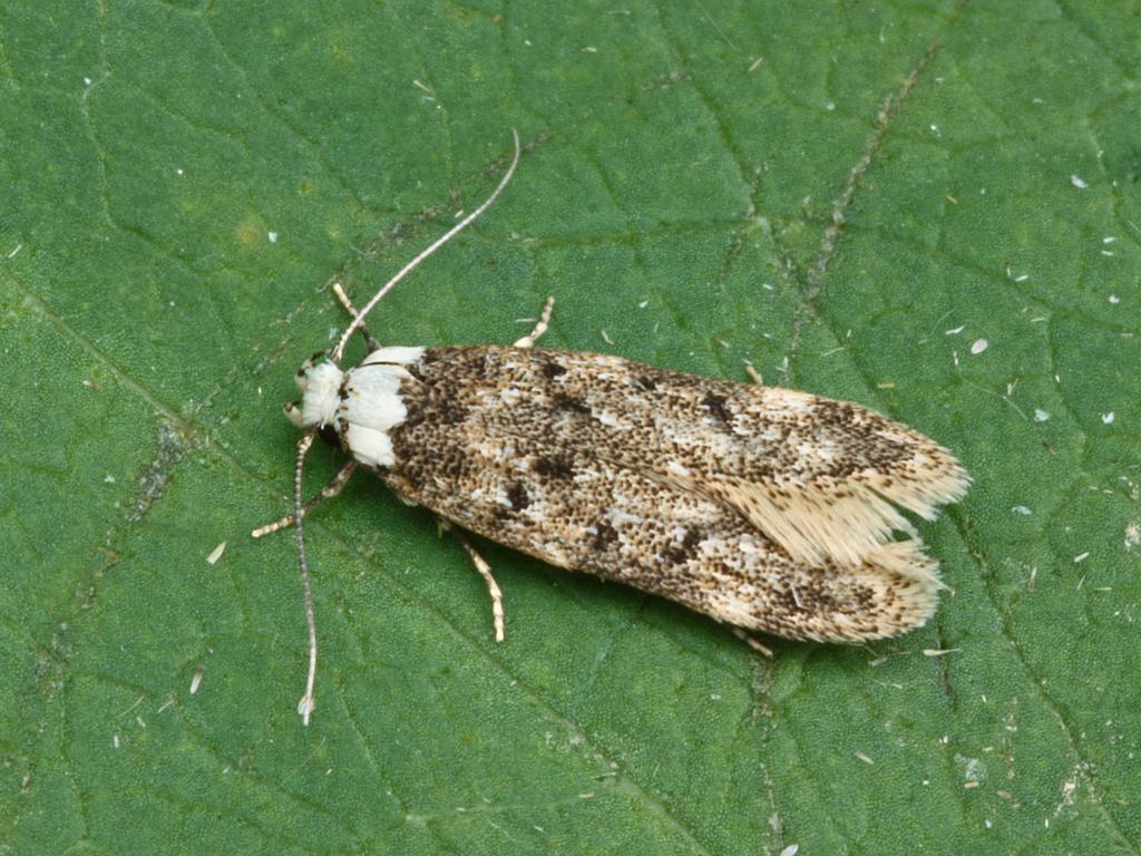 White-shouldered House-moth - Peter Maton