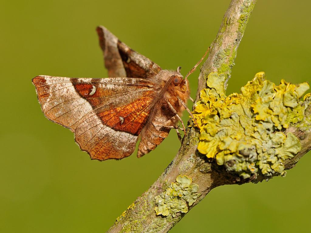 Purple Thorn (underwing) - Pete Withers