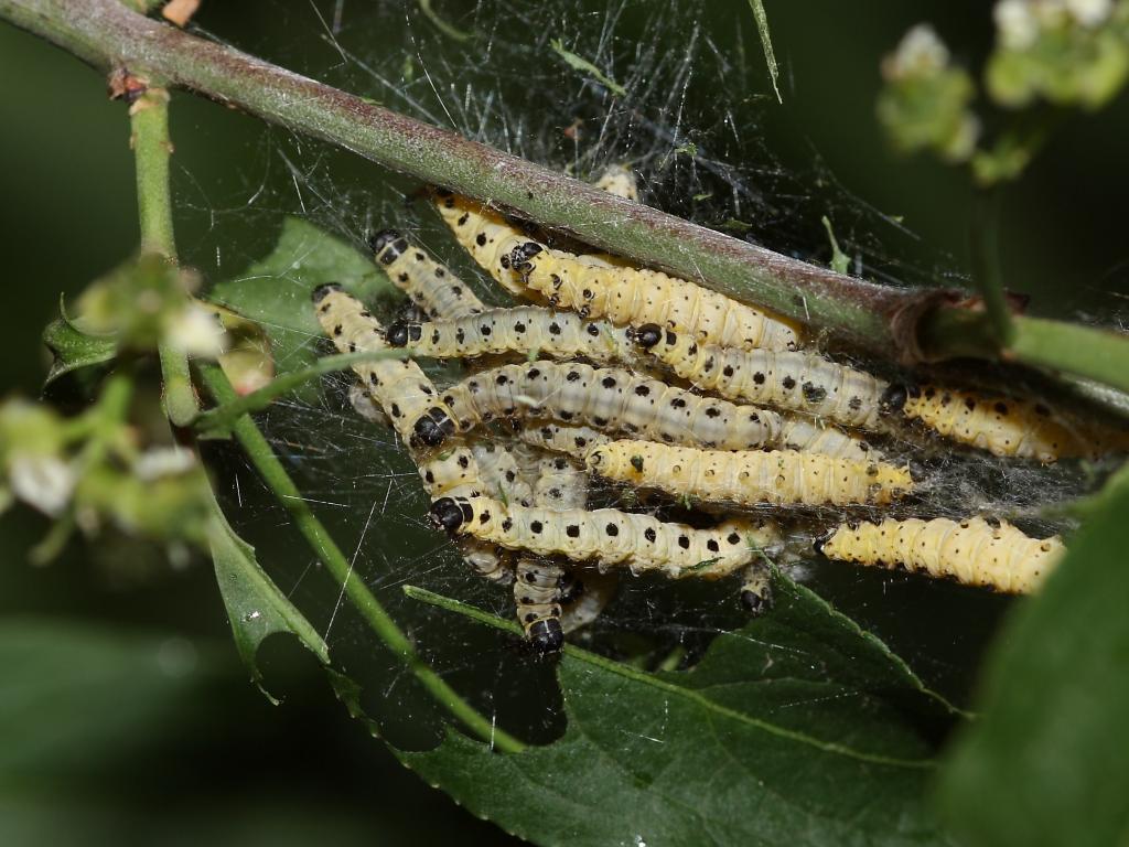 Spindle Ermine (caterpillars) - Dean Morley