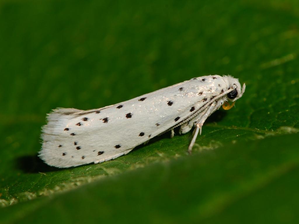 Spindle Ermine - Pete Withers