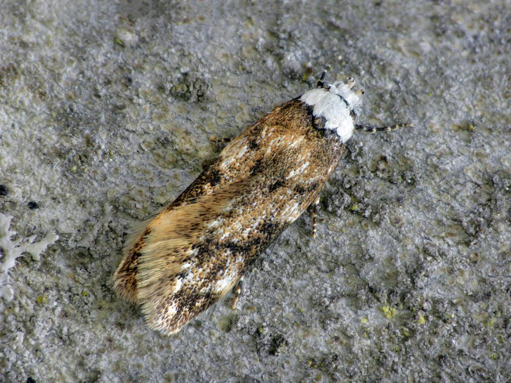 White-shouldered House-moth - Patrick Clement