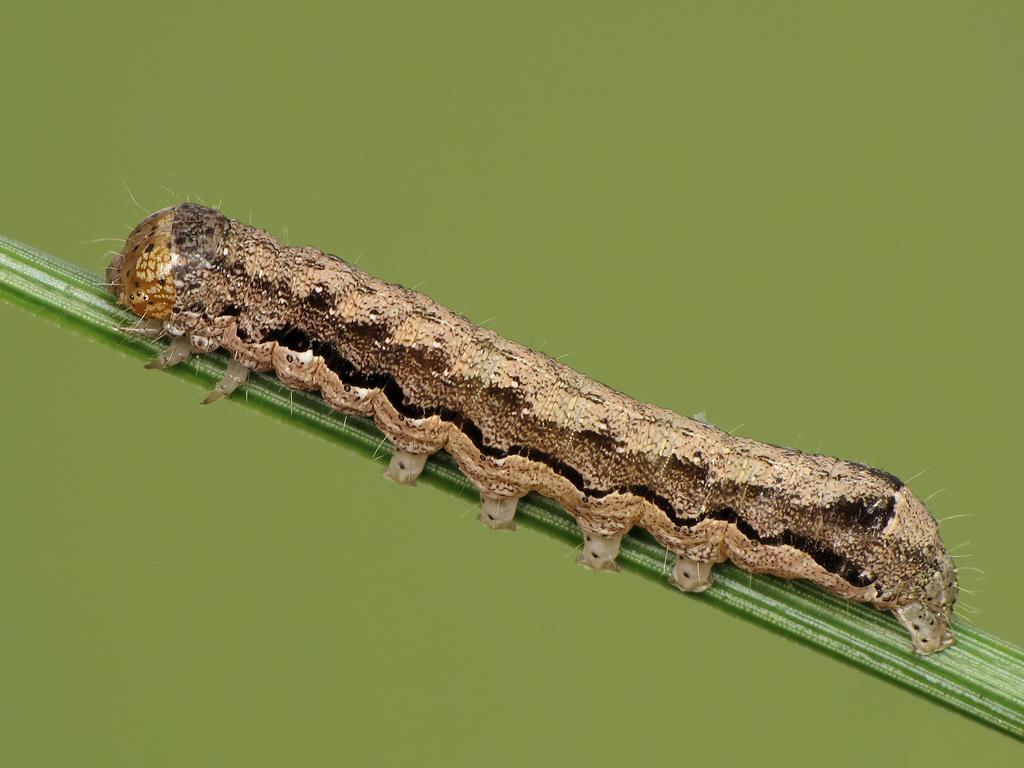 Twin-spotted Quaker (caterpillar) - Ryszard Szczygieł