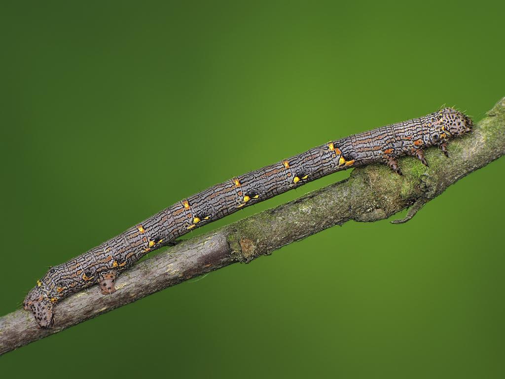 Brindled Beauty (caterpillar) - Ryszard Szczygieł