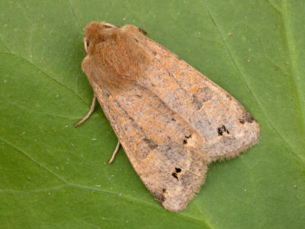 Twin-spotted Quaker - Peter Maton