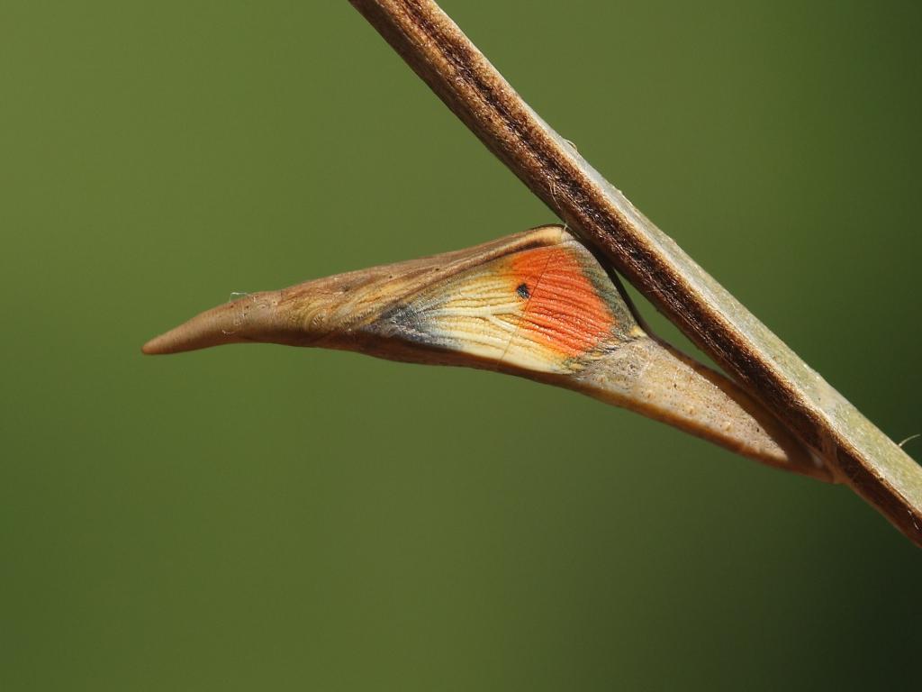 Orange-tip (pupa) - Dean Morley