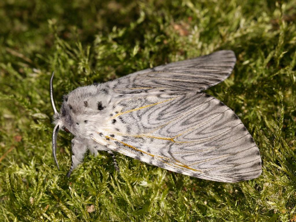 Puss moth - Iain Leach