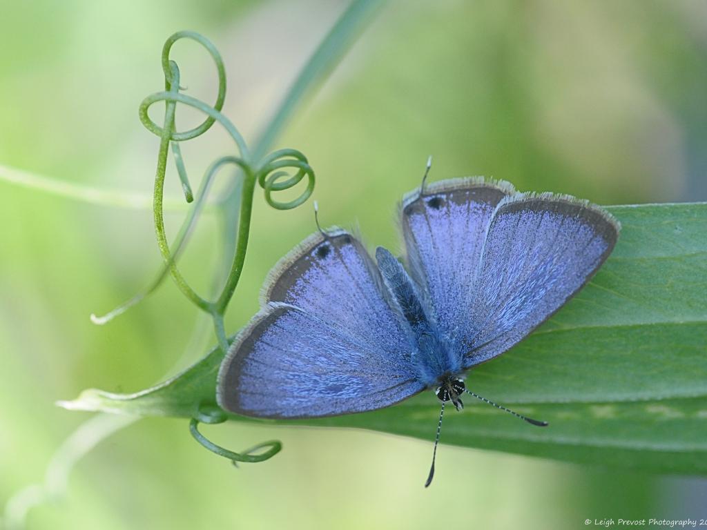 Long-tailed Blue (male/upperwing) - Leigh Prevost