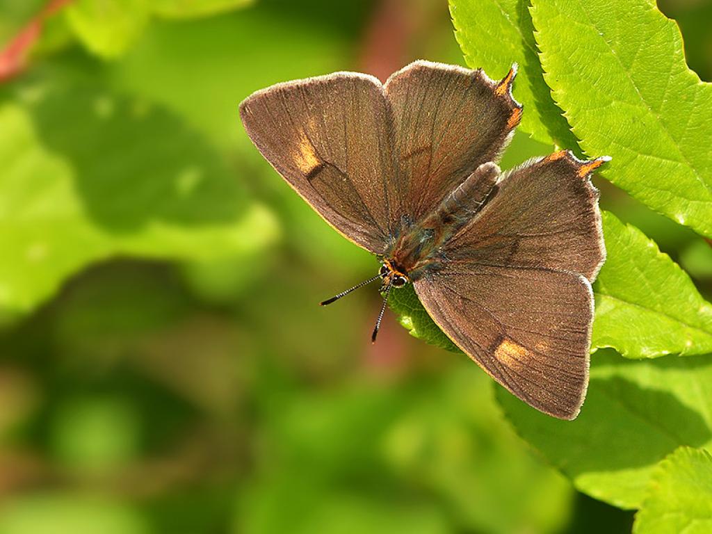 Brown Hairstreak (male/upperwing) - Pete Withers