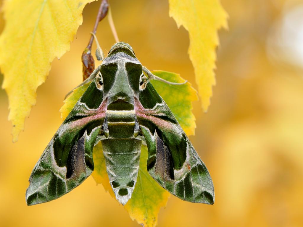 Oleander Hawk-moth - Ervin Szombathelyi
