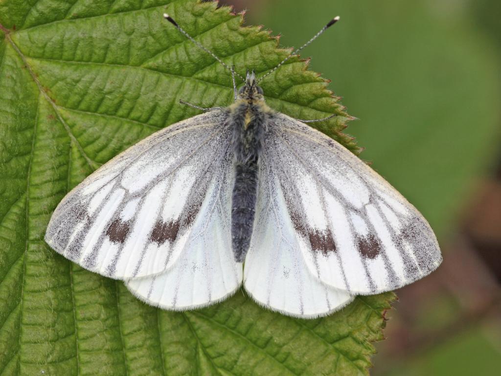 Green-veined White (female/upperwing) - Miles Attenborough