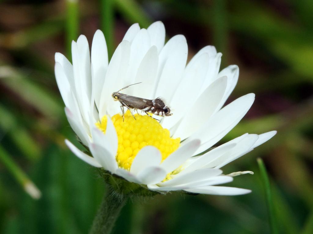 Cocksfoot Moth on daisy - Ben Sale