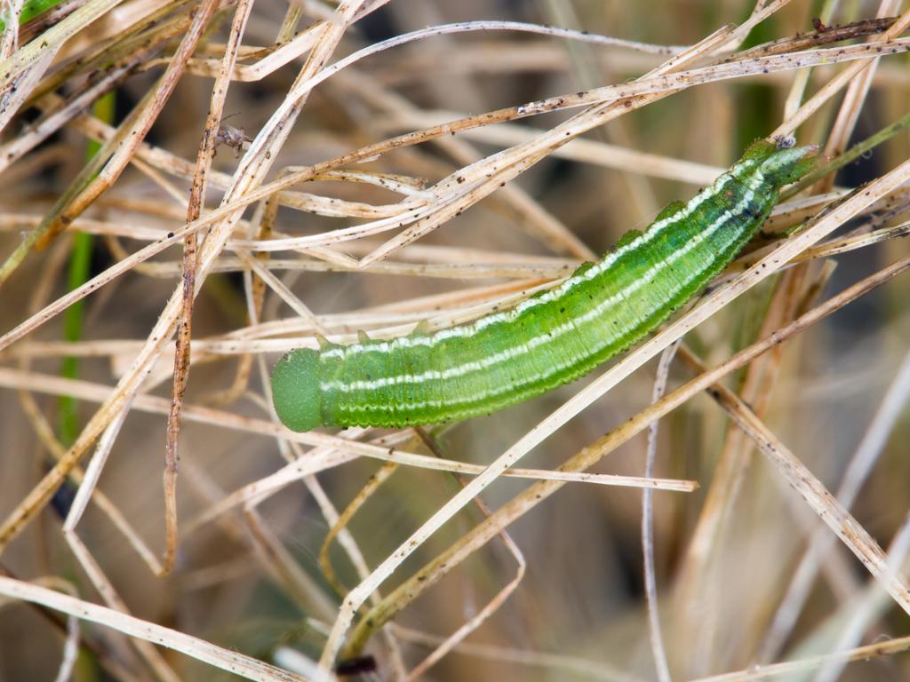 Large Heath (caterpillar) - Peter Eeles