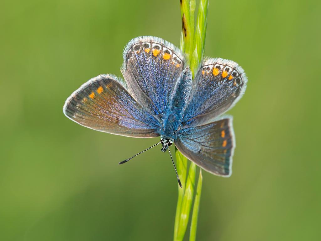 Common Blue (female/upperwing) - Bob Eade