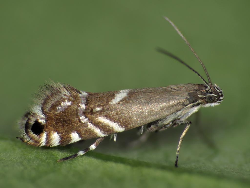Cocksfoot Moth - Ryszard Szczygieł