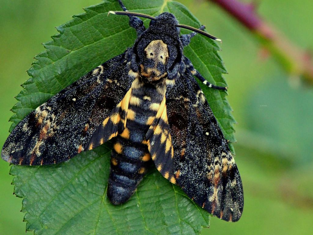 Death’s-head Hawk-moth - Ervin Szombathelyi
