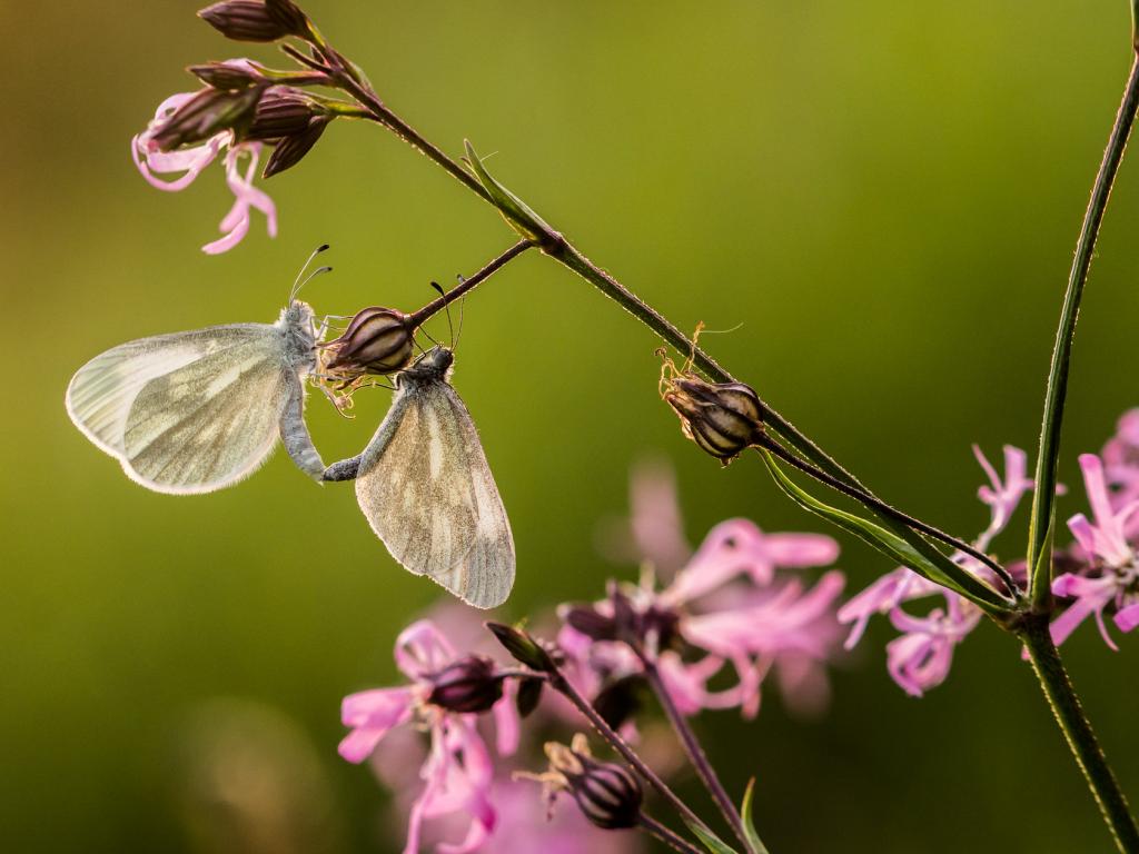 Cryptic Wood White (mating pair) - James O'Neill