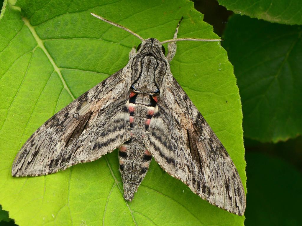 Convolvulus Hawk-moth - Ervin Szombathelyi