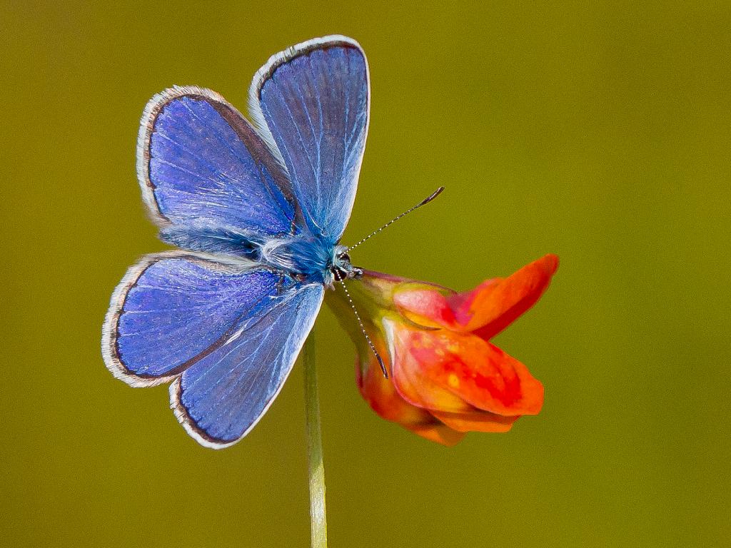 Common Blue (male/upperwing) - Ivan Lynas