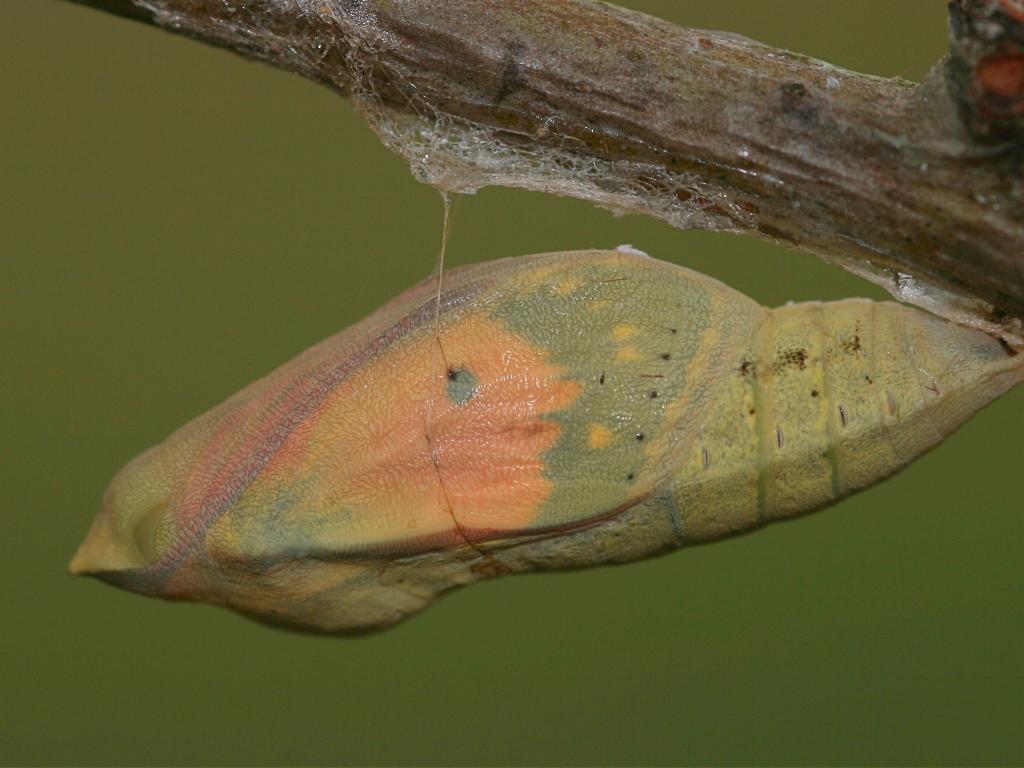 Clouded Yellow (pupa/prior emergence) - Dean Morley