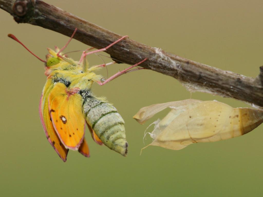 Clouded Yellow (emerging) - Dean Morley