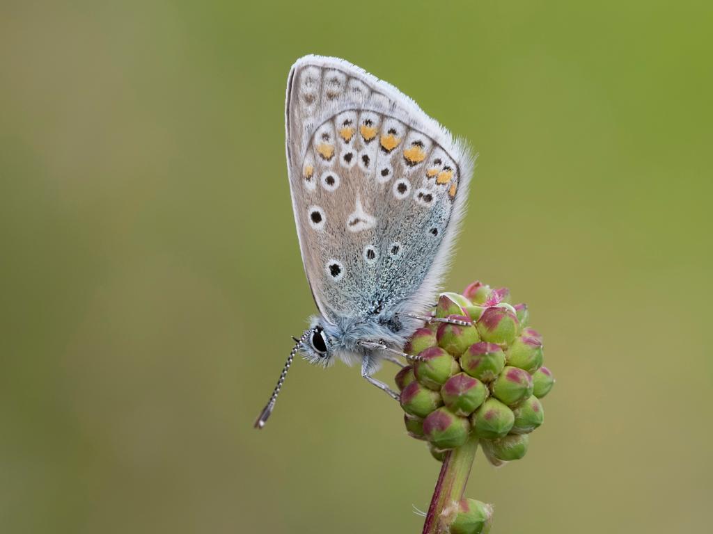 Common Blue (male/underwing) - Bob Eade