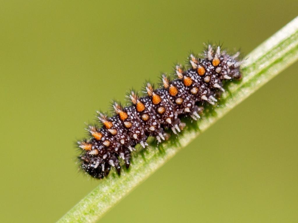Heath Fritillary (caterpillar) - Peter Eeles
