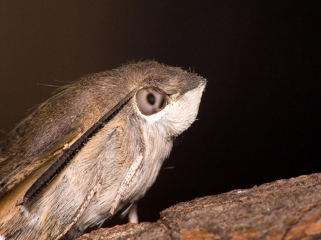 Humming-bird Hawk-moth (close-up) - Adam Gor