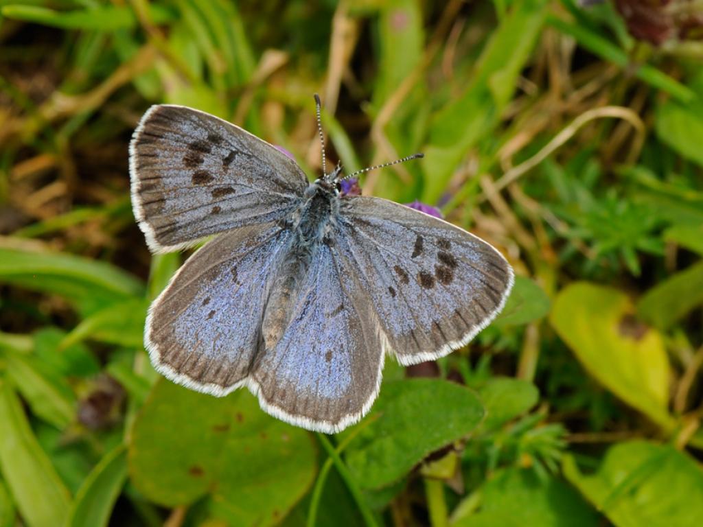 Large Blue (upperwing) - Peter Withers