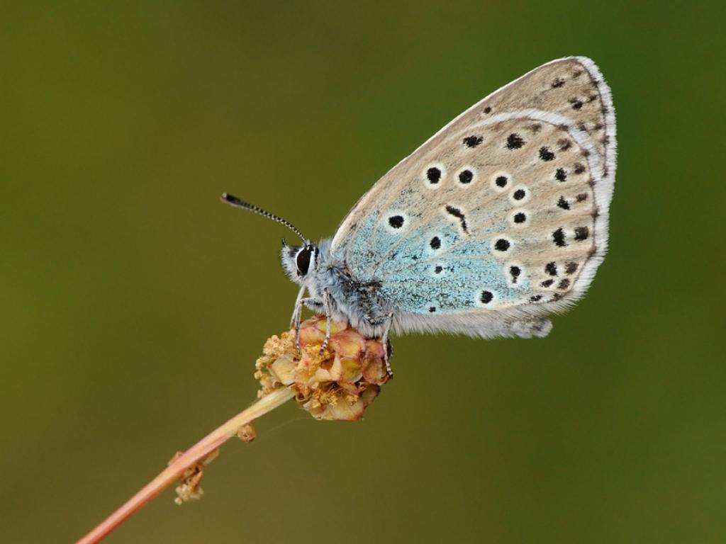 Large Blue (underwing) - Peter Withers