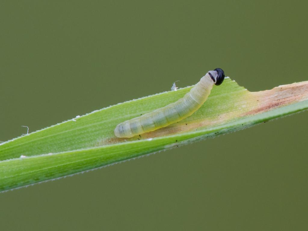Large Heath (young caterpillar) - Peter Eeles