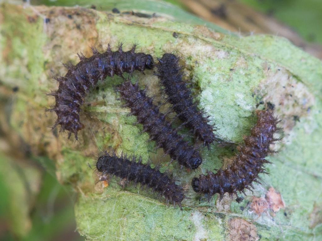 Glanville Fritillary (caterpillars) by Peter Eeles