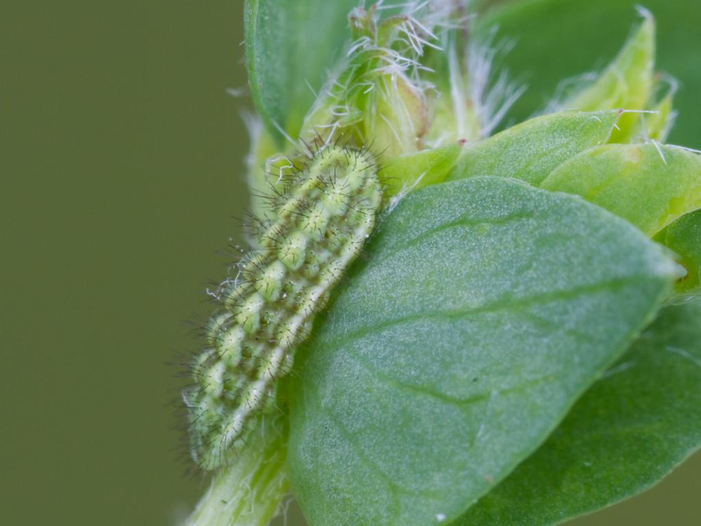 Green Hairstreak (caterpillar) - Peter Eeles