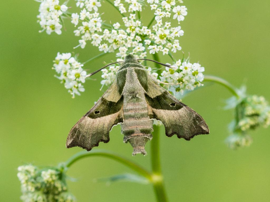 Willowherb Hawk-moth (James O'Neill)
