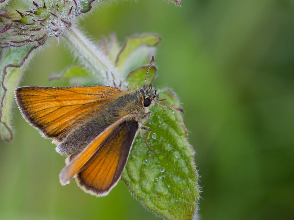 Small Skipper (female/upperwing) - Peter Eeles
