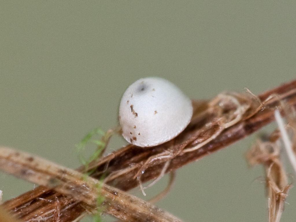 Silver-spotted Skipper (egg) - Peter Eeles