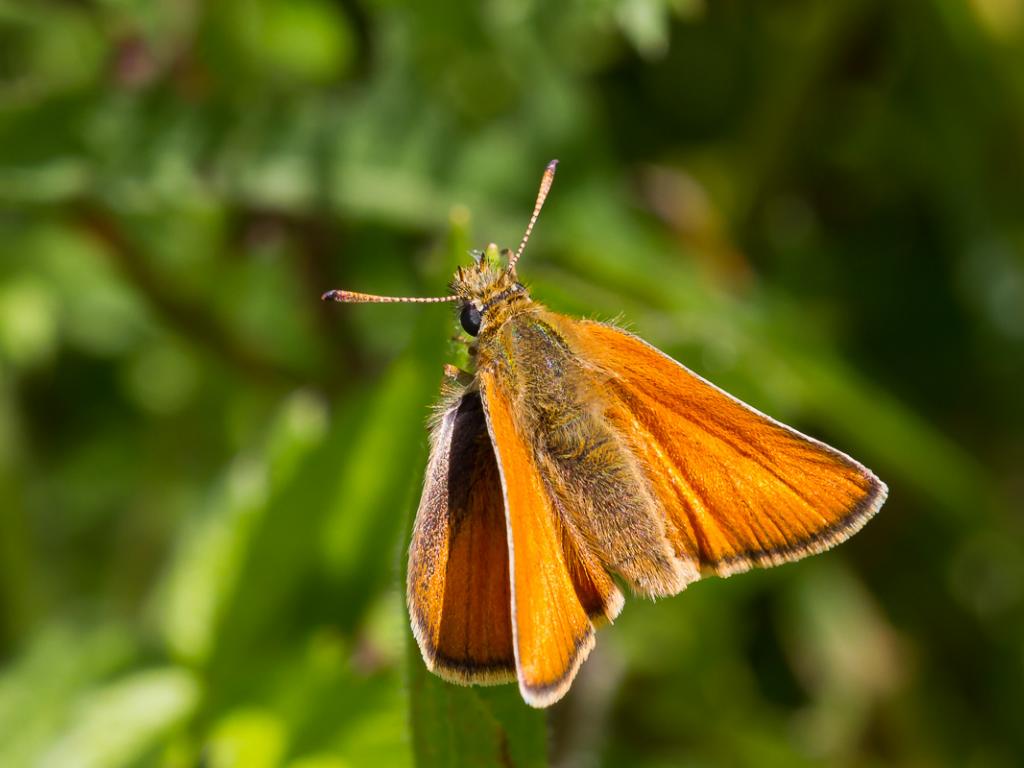 Small Skipper (female/upperwing) - Peter Eeles
