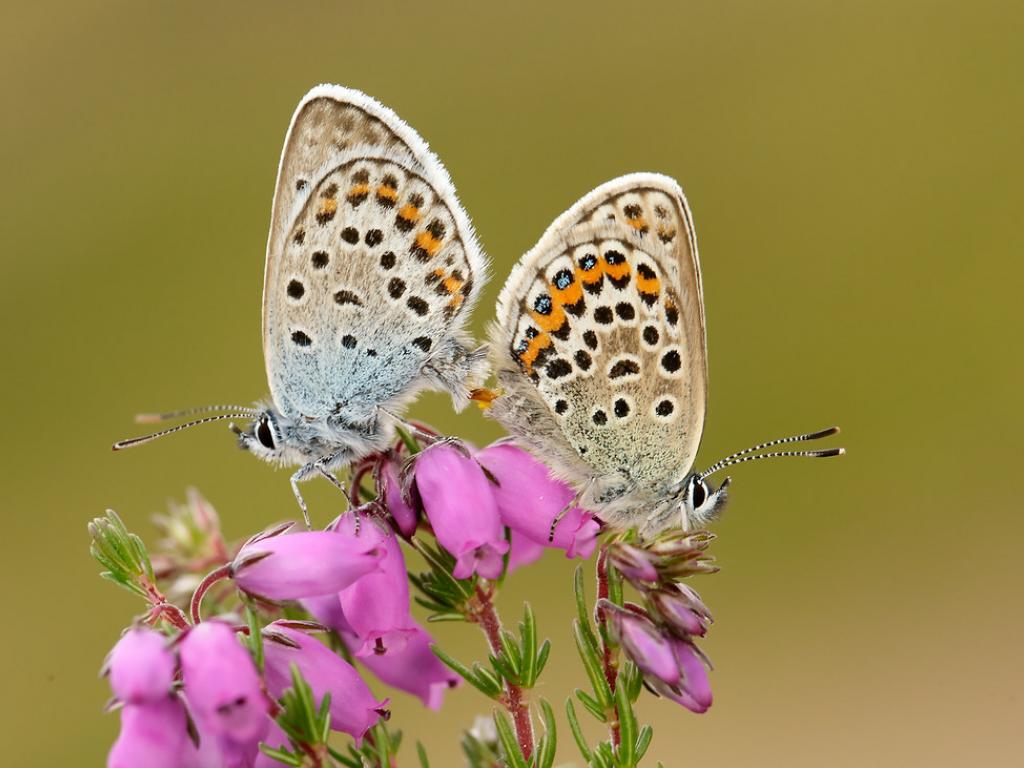 Silver-studded Blue (male & female) - Iain Leach