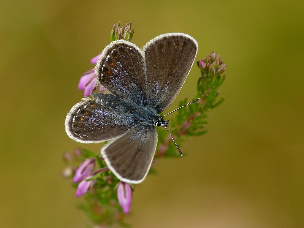Silver-studded Blue (female/upperwing) - Iain Leach