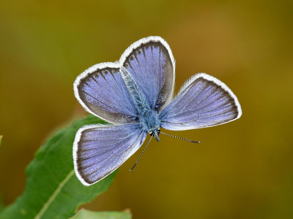 Silver-studded Blue (male/upperwing) - Iain Leach