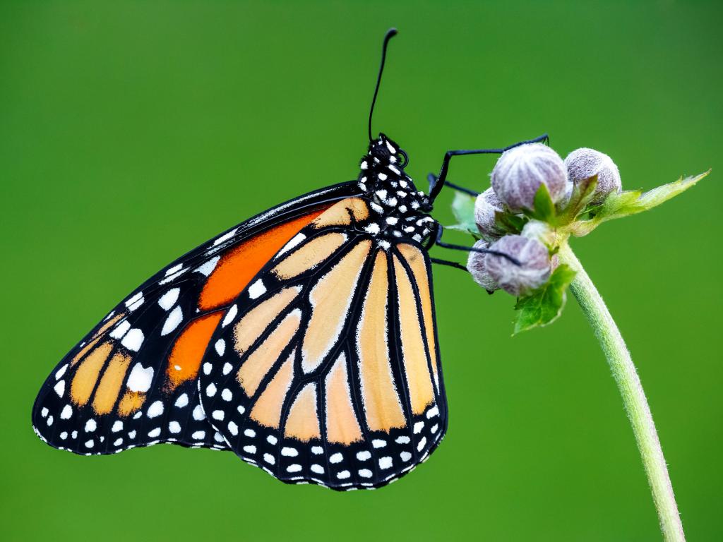 Monarch (underwing) - Adam Gor