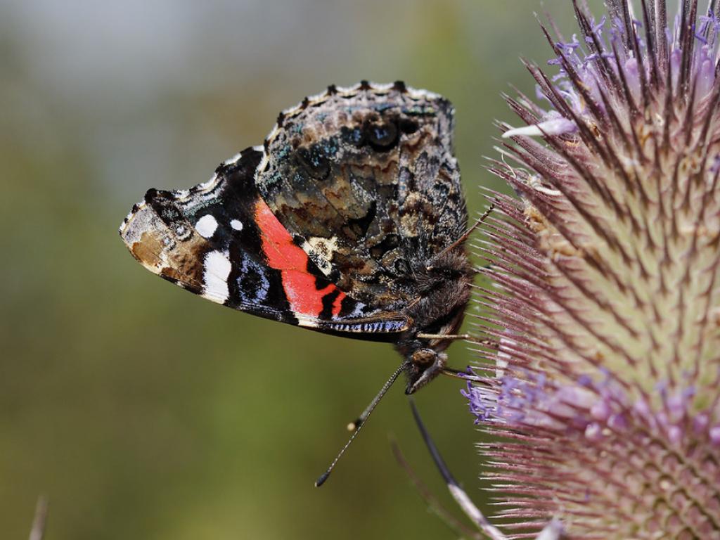 Red Admiral (underwing) - Chris Barlow