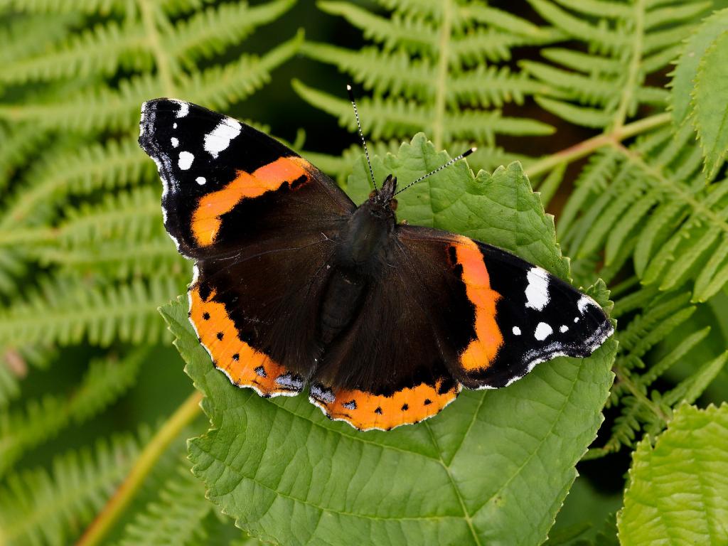 Red Admiral (upperwing) - Iain Leach