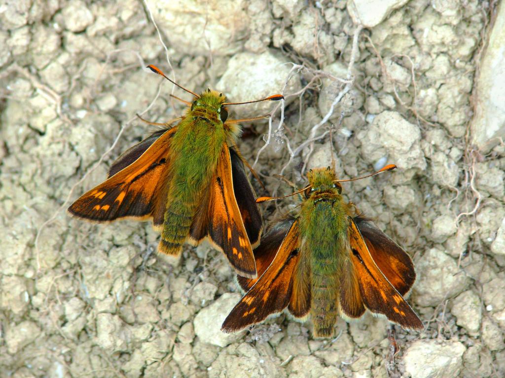 Silver-spotted Skipper (upperwing/males) - Patrick Clement