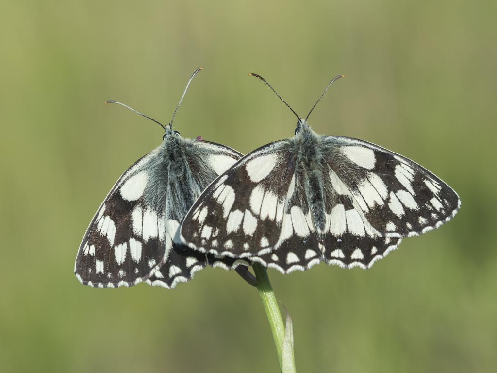 Marbled Whites (upperwing) - Iain Leach