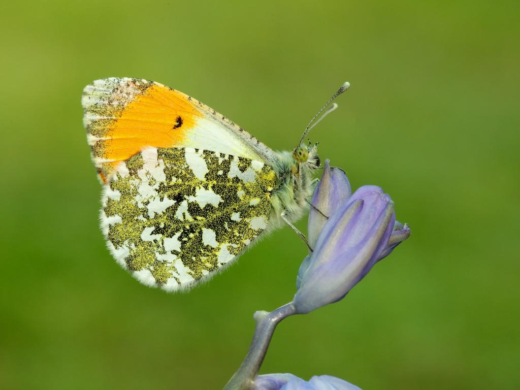 Orange-tip (male/underwing) - Iain Leach