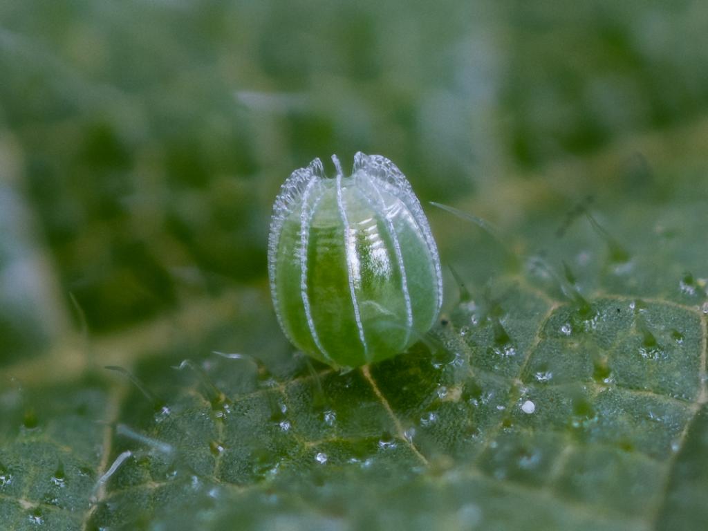 Red Admiral (egg) - Peter Eeles