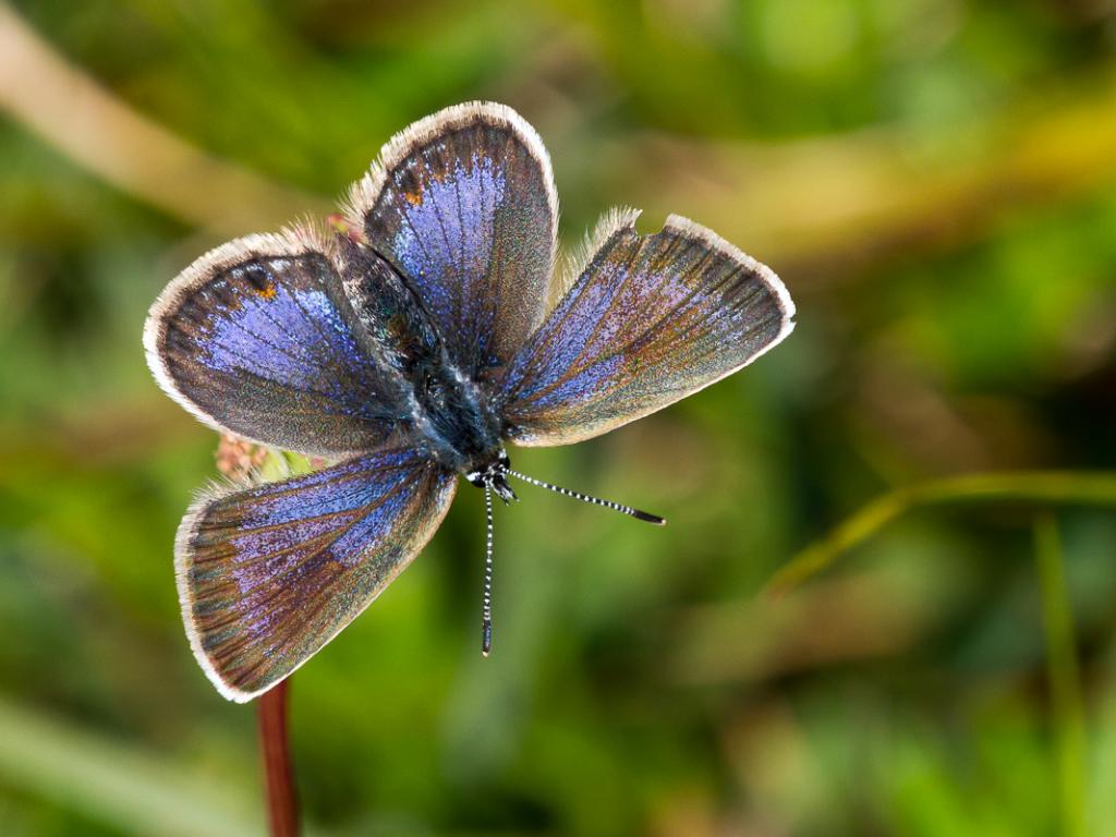 Silver-studded Blue (female/ssp. caernensis) - Peter Eeles