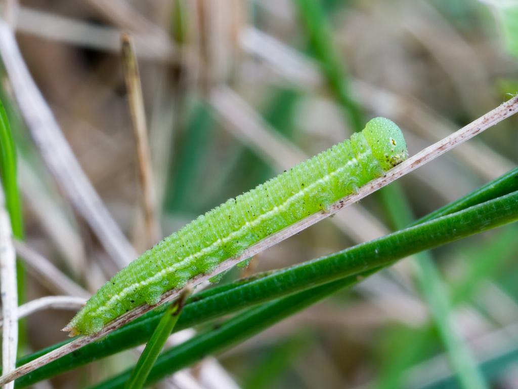 Small Heath (caterpillar) - Peter Eeles