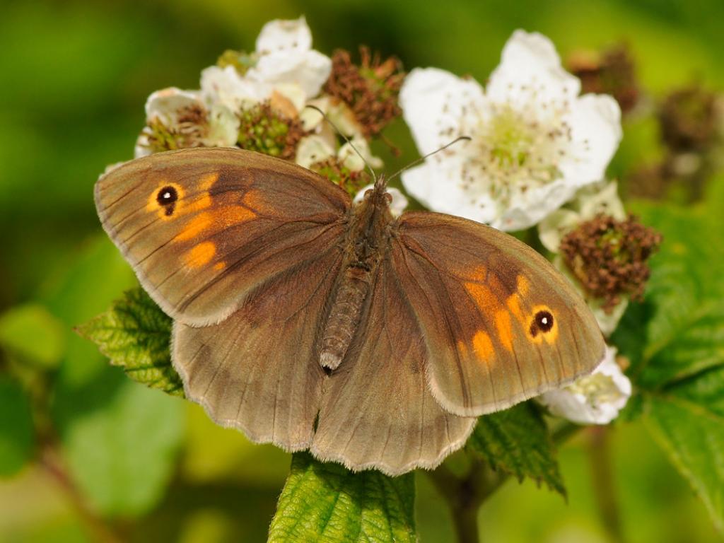 Meadow Brown (female/upperwing) - Pete Withers