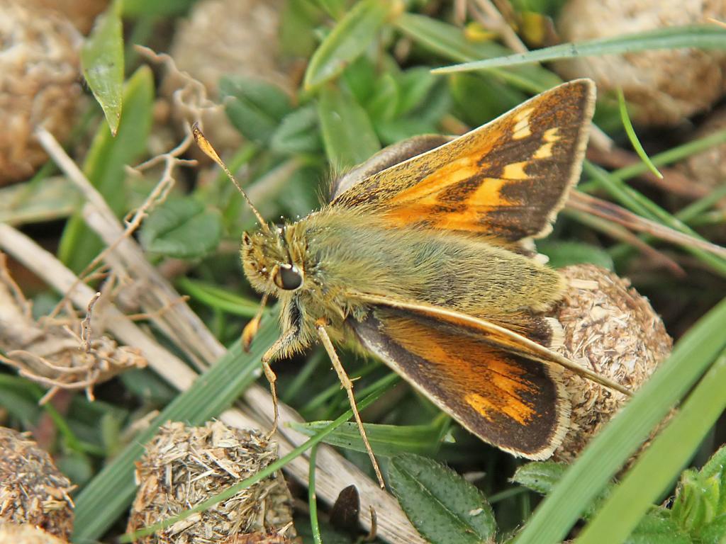 Silver-spotted Skipper (female/upperwing) - Peter Maton